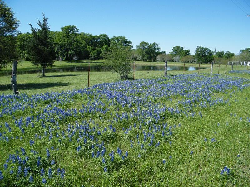 Best Western Brenham Exterior foto